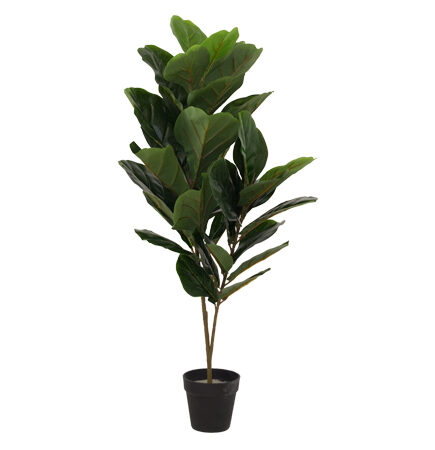 DNA Fiddle Leaf Fig Tree 90cm