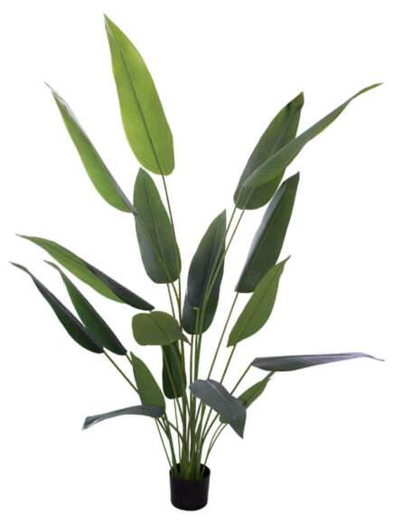 Banana Leaf Plant In Pot