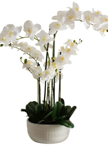 White Orchid In Flat Pot 84cm
